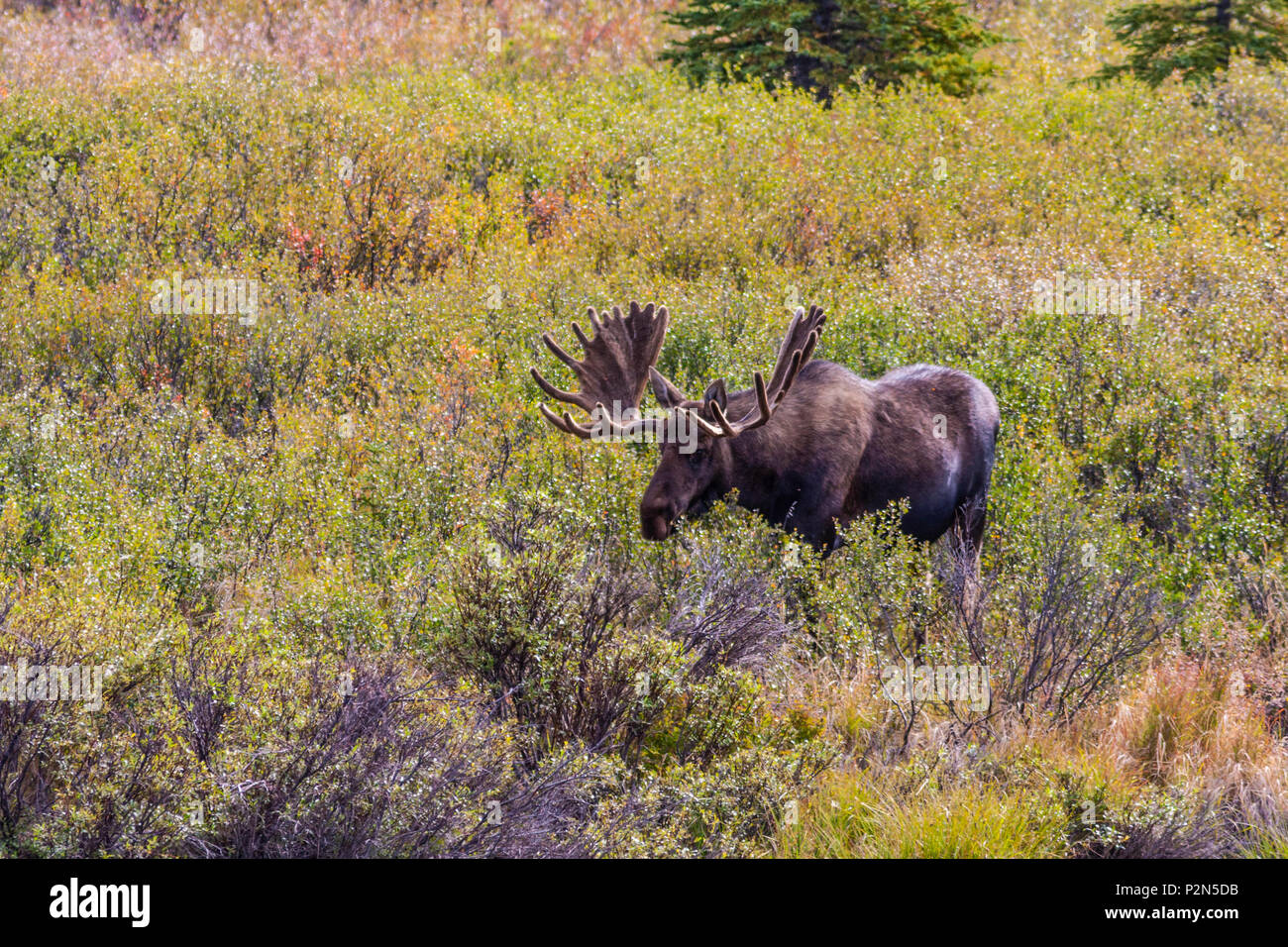 Alaska Moose in Denali National Park and Wilderness Preserve in Alaska