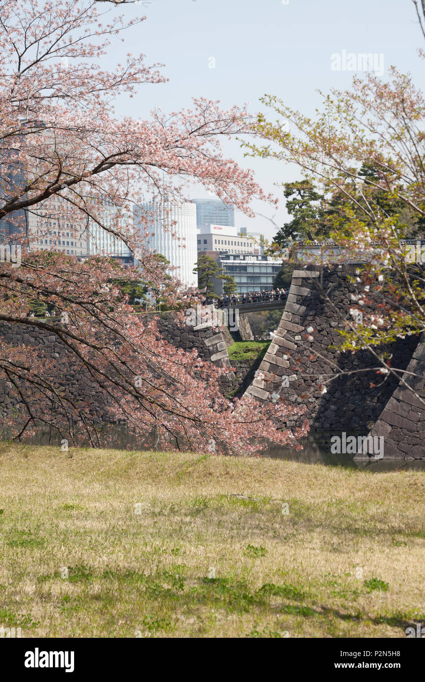Kitahanebashi with blossom in spring seen from Imperial Palace ground, Chiyoda-ku, Tokyo, Japan Stock Photo