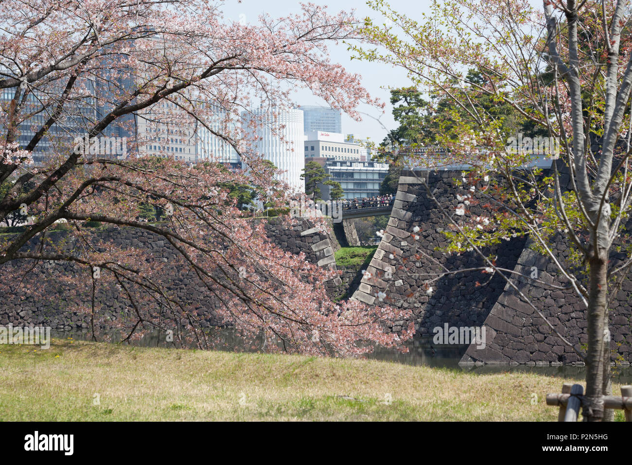 Kitahanebashi with blossom in spring seen from Imperial Palace ground, Chiyoda-ku, Tokyo, Japan Stock Photo