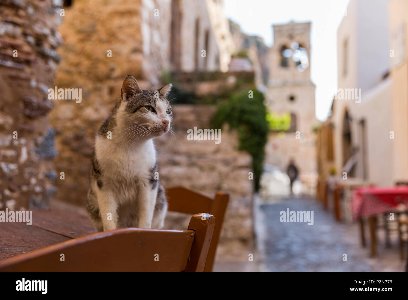 Suspicious cat on the street of the ancient town of Monemvasiain the southeastern part of the Peloponnese peninsula, Greece Stock Photo