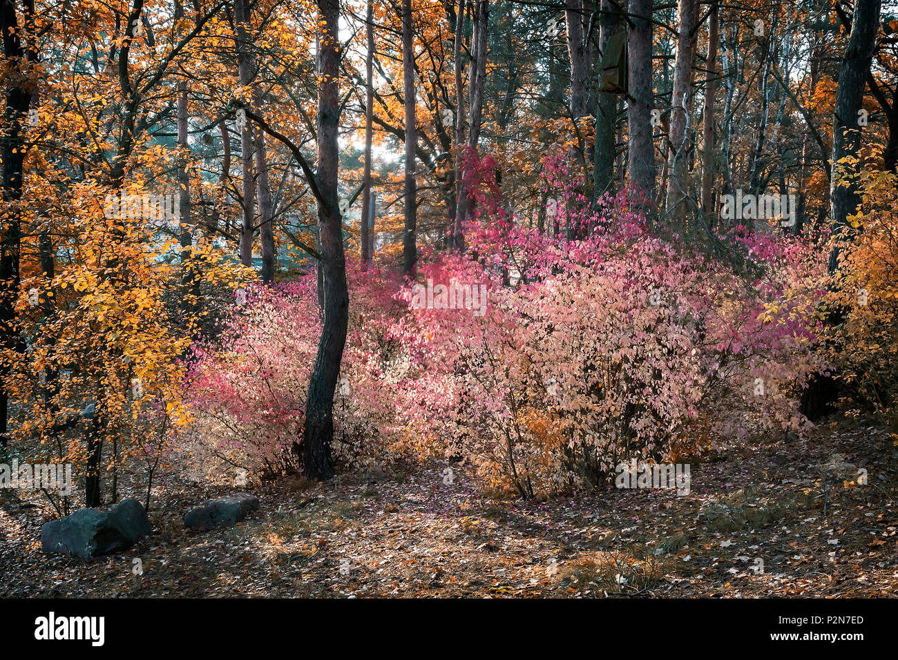 Autumn landscape: large shrub of the spindle tree with bright pink leaves in the autumn forest. Stock Photo