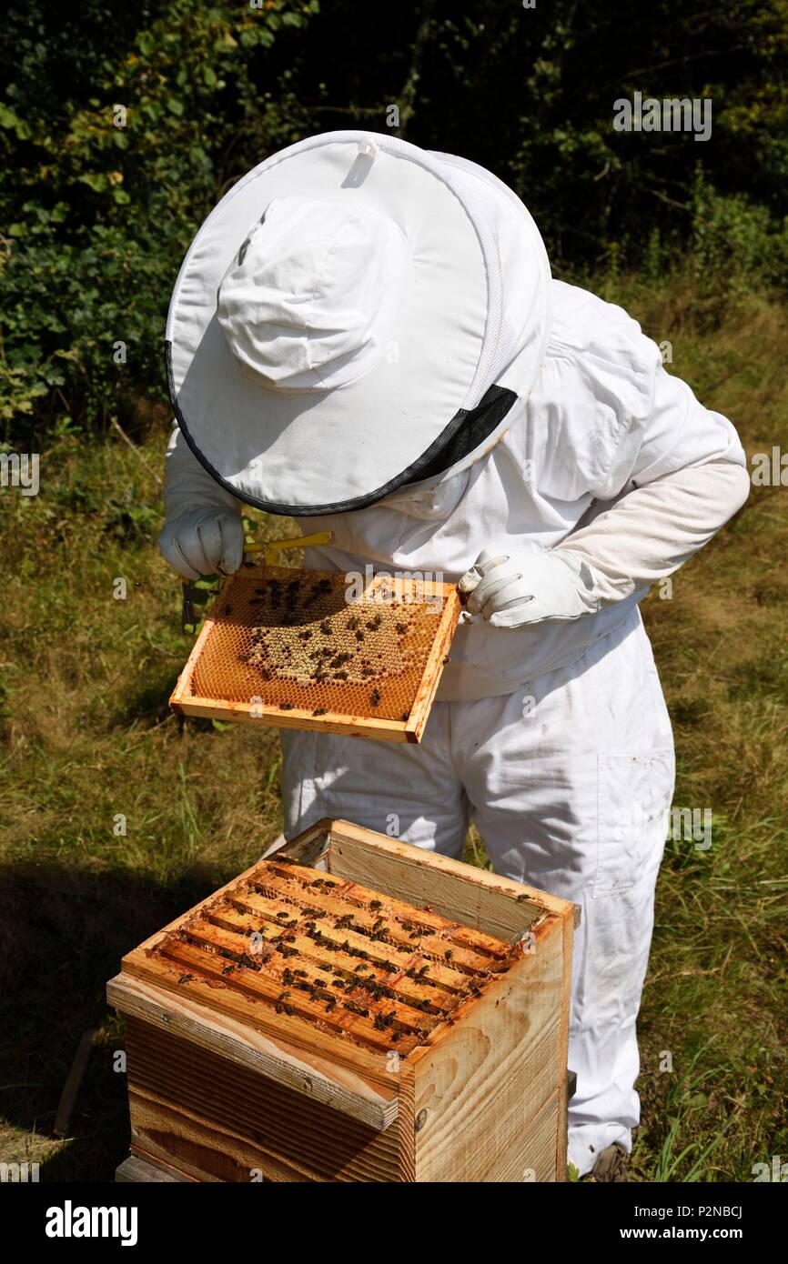 France, Haute Saone, Melisey, Le Bosquet de la Goulotte, farm in  permaculture, beekeeping, Warré hive, black bee (Apis mellifera mellifera), beehive  visit Stock Photo - Alamy