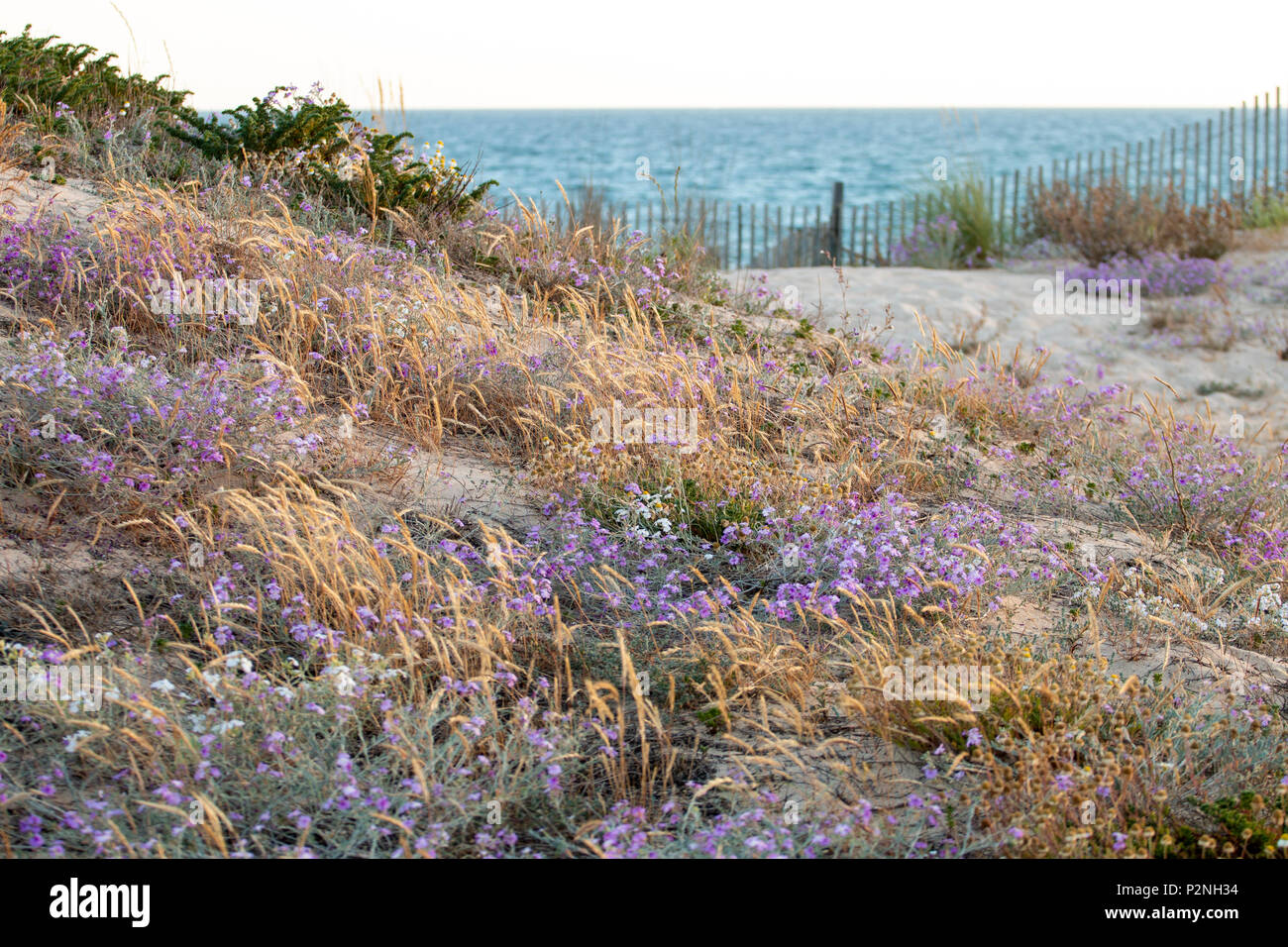 Close up view of European marram grass (Ammophila arenaria) on sand dunes. Stock Photo