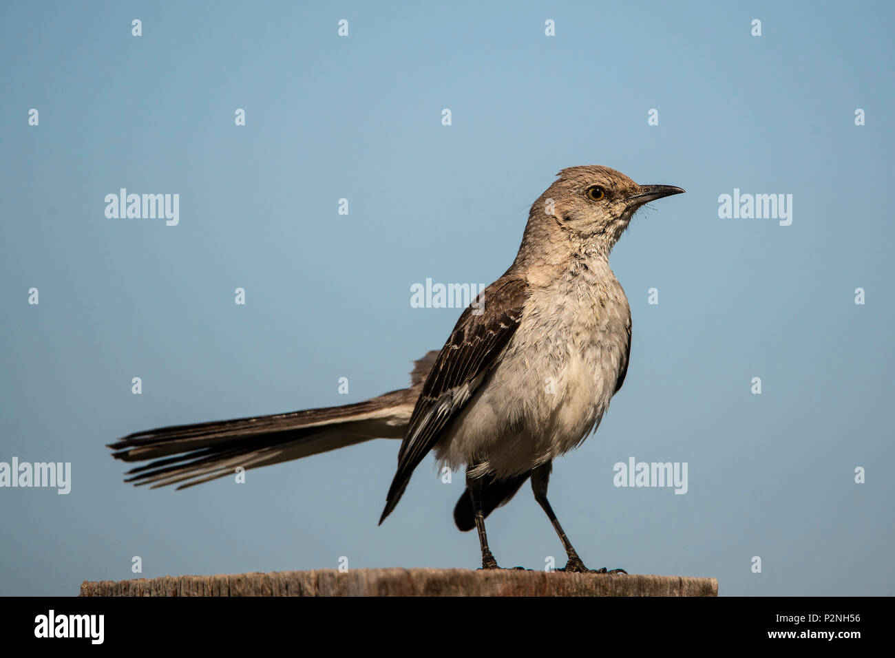 Northern Mockingbird (Mimus Polyglottos) is an omnivorous songbird native to North America. It is known for mimicking birdsongs in its environment Stock Photo