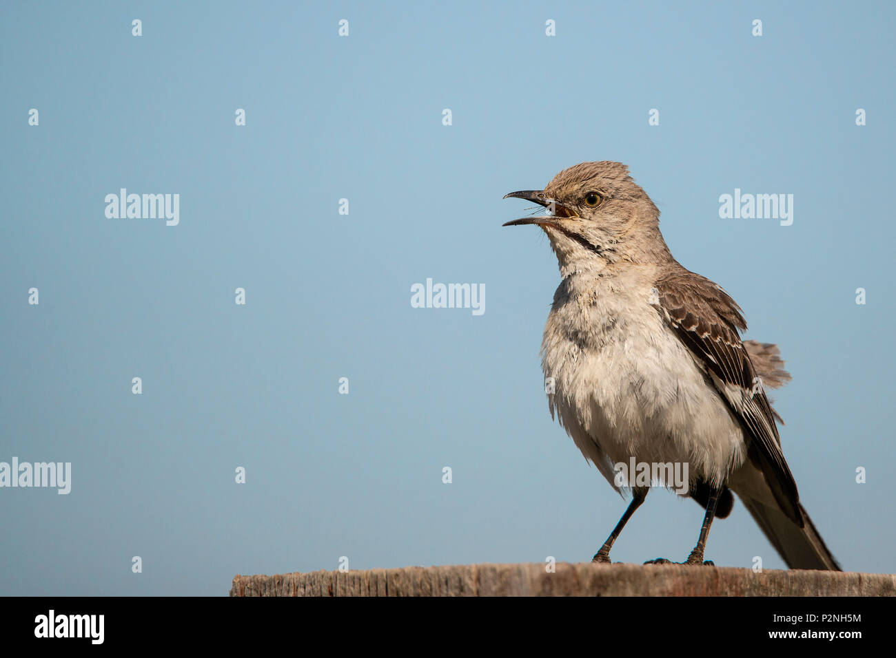 Northern Mockingbird (Mimus Polyglottos) is an omnivorous songbird native to North America. It is known for mimicking birdsongs in its environment Stock Photo