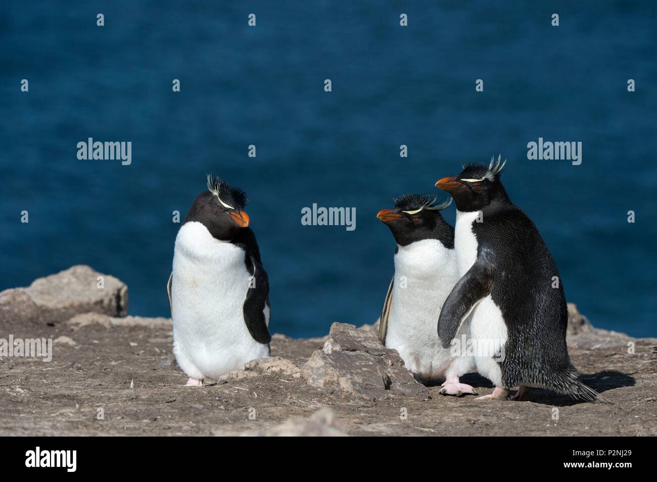 Falkland Islands, Pebble Island, on a cliff, Eudyptes chrysocome, Three Rockhopper penguins Stock Photo