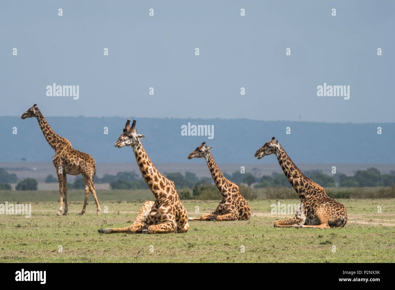 Kenya, Masai-Mara Game Reserve, Girafe masai (Giraffa tippelskirchi), troup resting Stock Photo