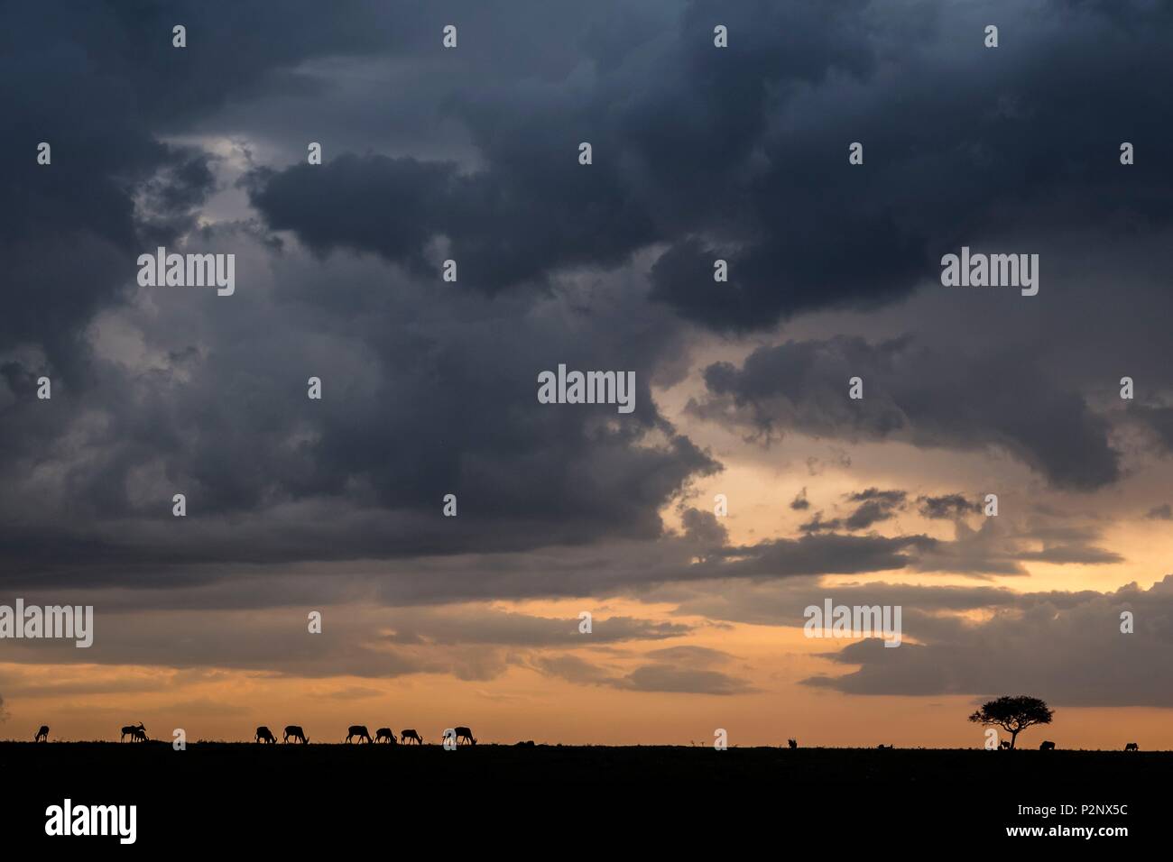 Masai mara plains sunset hi-res stock photography and images - Alamy