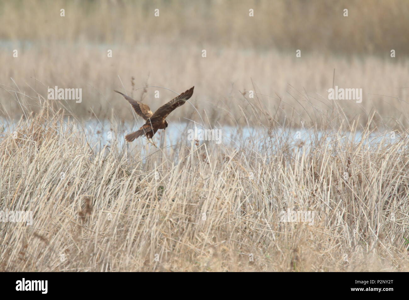 Western marsh harrier (Circus aeruginosus) in Turkey Stock Photo