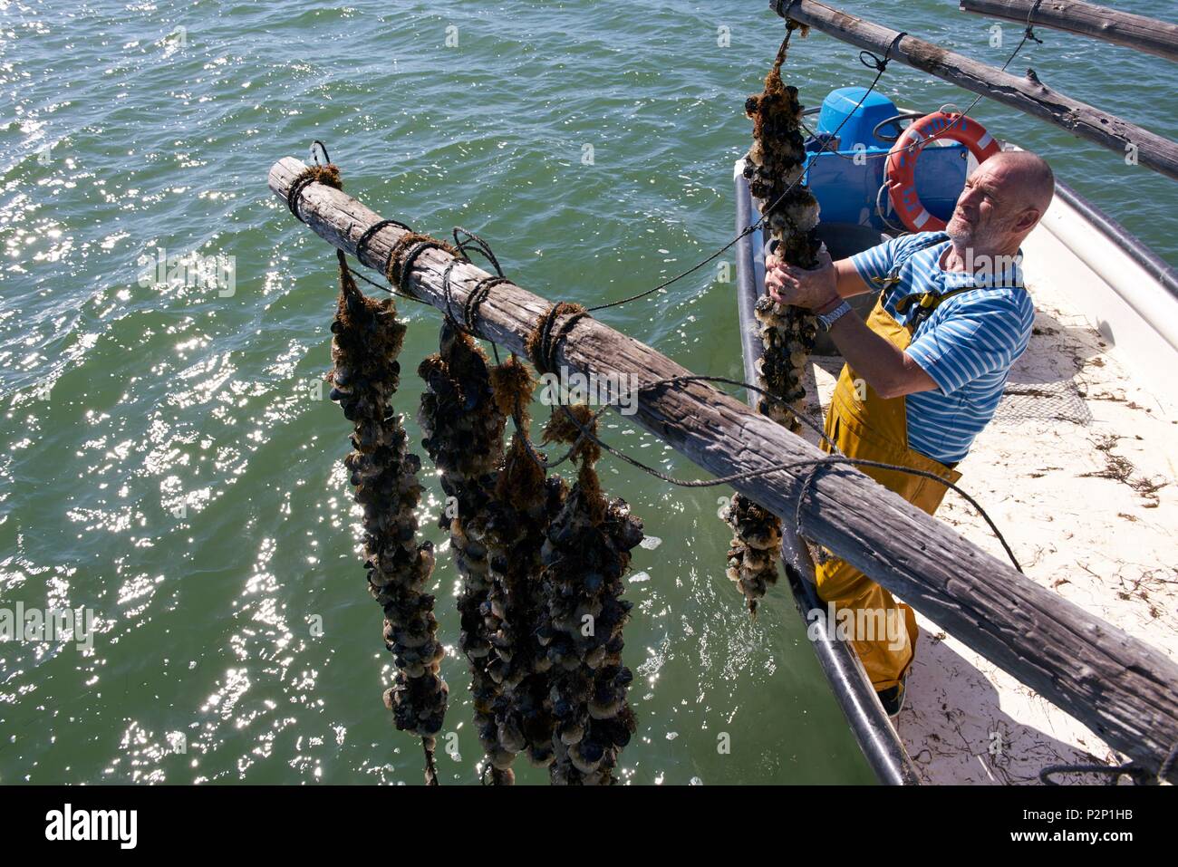 France, Aude, Leucate, Leucate pond, Christophe Guinot company, fisherman and oyster farmer, mussel farming Stock Photo