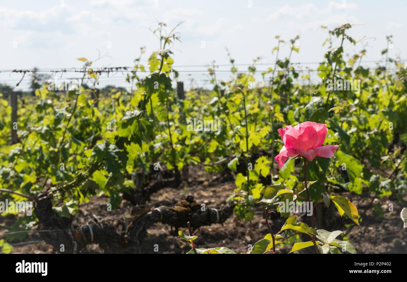 France, Gironde, vin de Bordeaux, Medoc, Margaux, Chateau Lascombes, rose to keep the bugs away Stock Photo