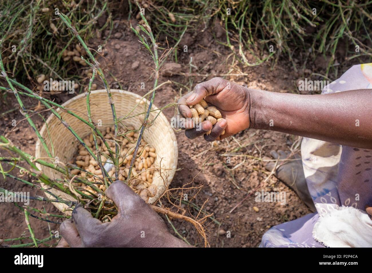 Burkina Faso, Cascades region, Tengrela, harvesting peanuts (Arachis hypogaea) or groundnuts Stock Photo