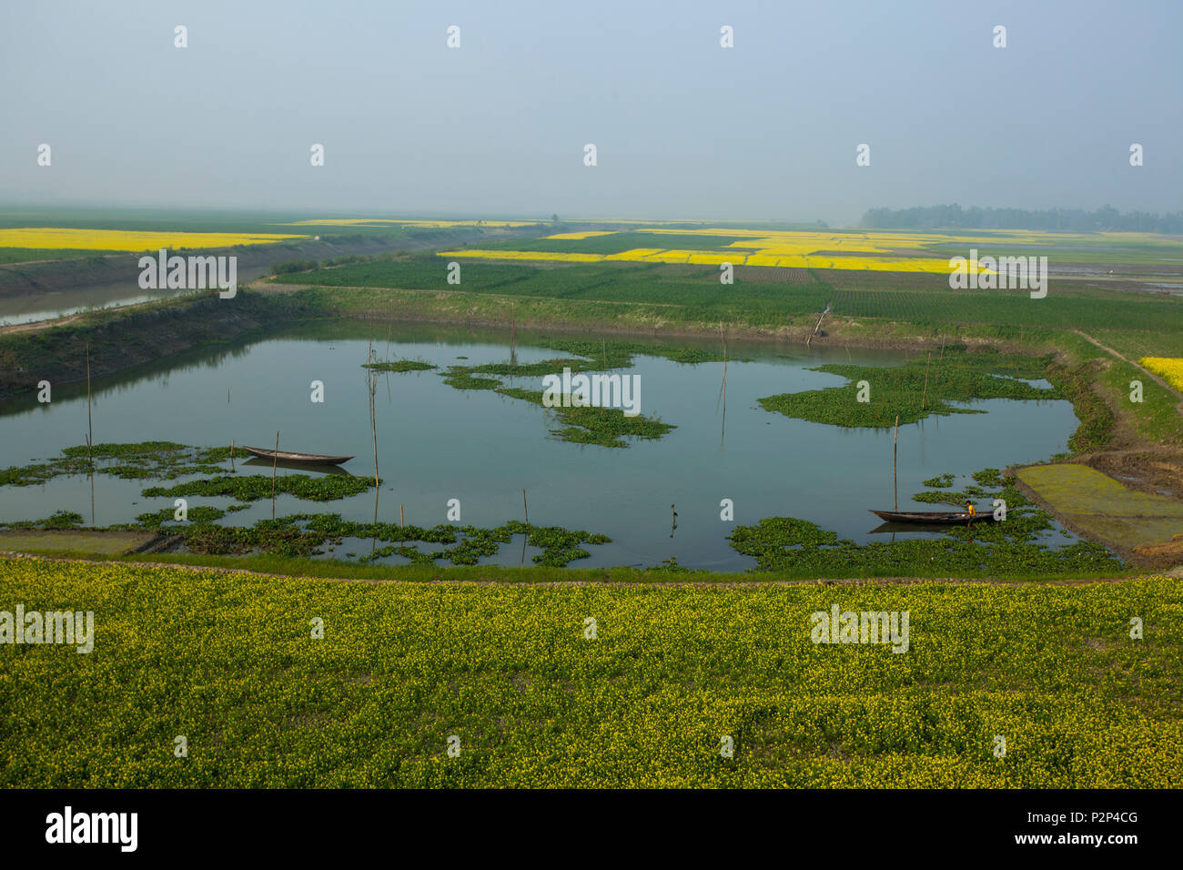A full bloomed mustard field at Chalan Beel in Natore. Bangladesh Stock