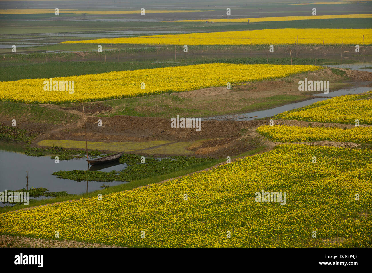 A full bloomed mustard field at Chalan Beel in Natore. Bangladesh Stock Photo