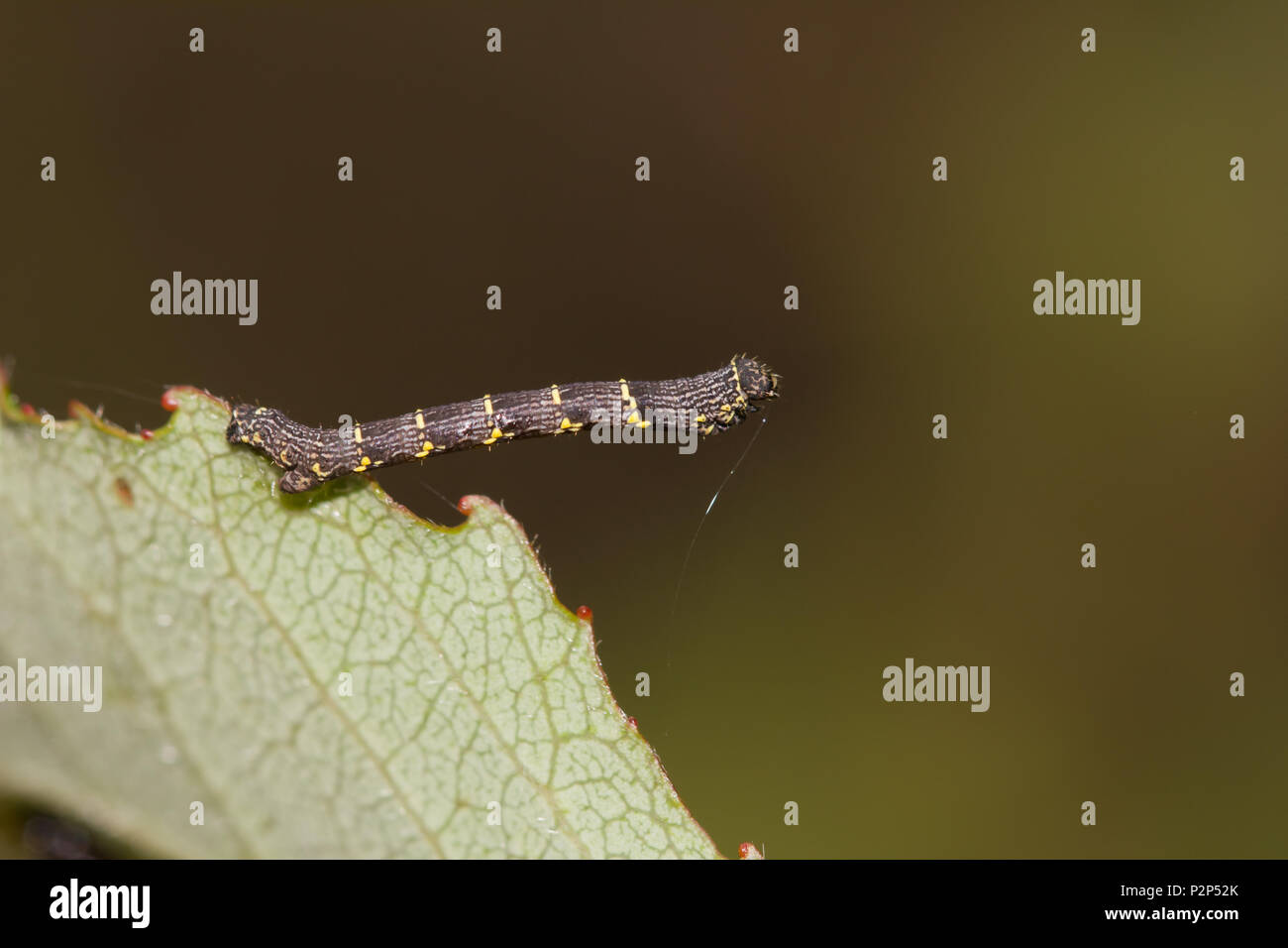 Brindled beauty moth larva Stock Photo