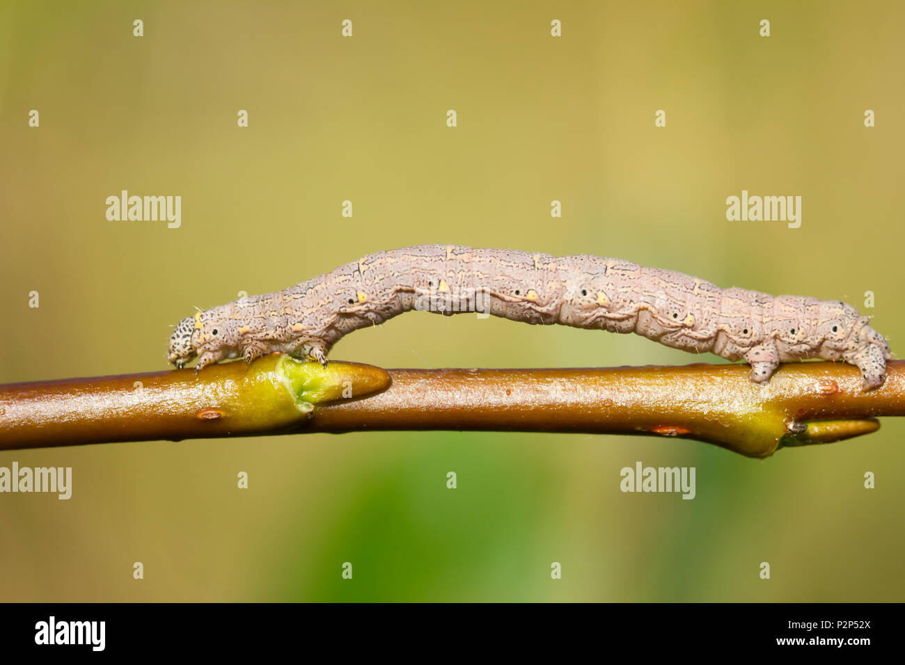 Brindled beauty moth larva Stock Photo