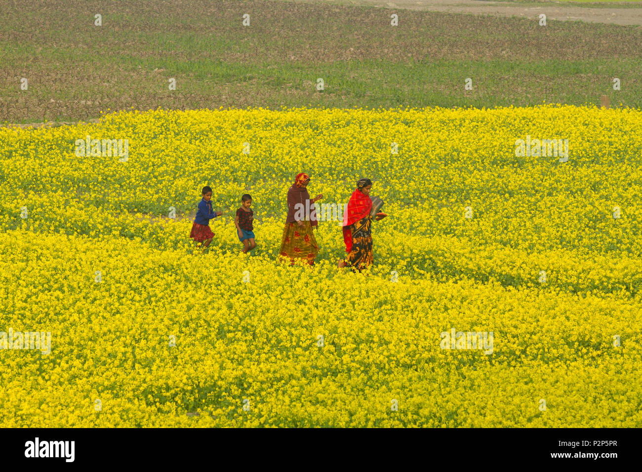 Rural women and Children walking through the mustard field at Chalan Beel in Natore, Bangladesh. Stock Photo