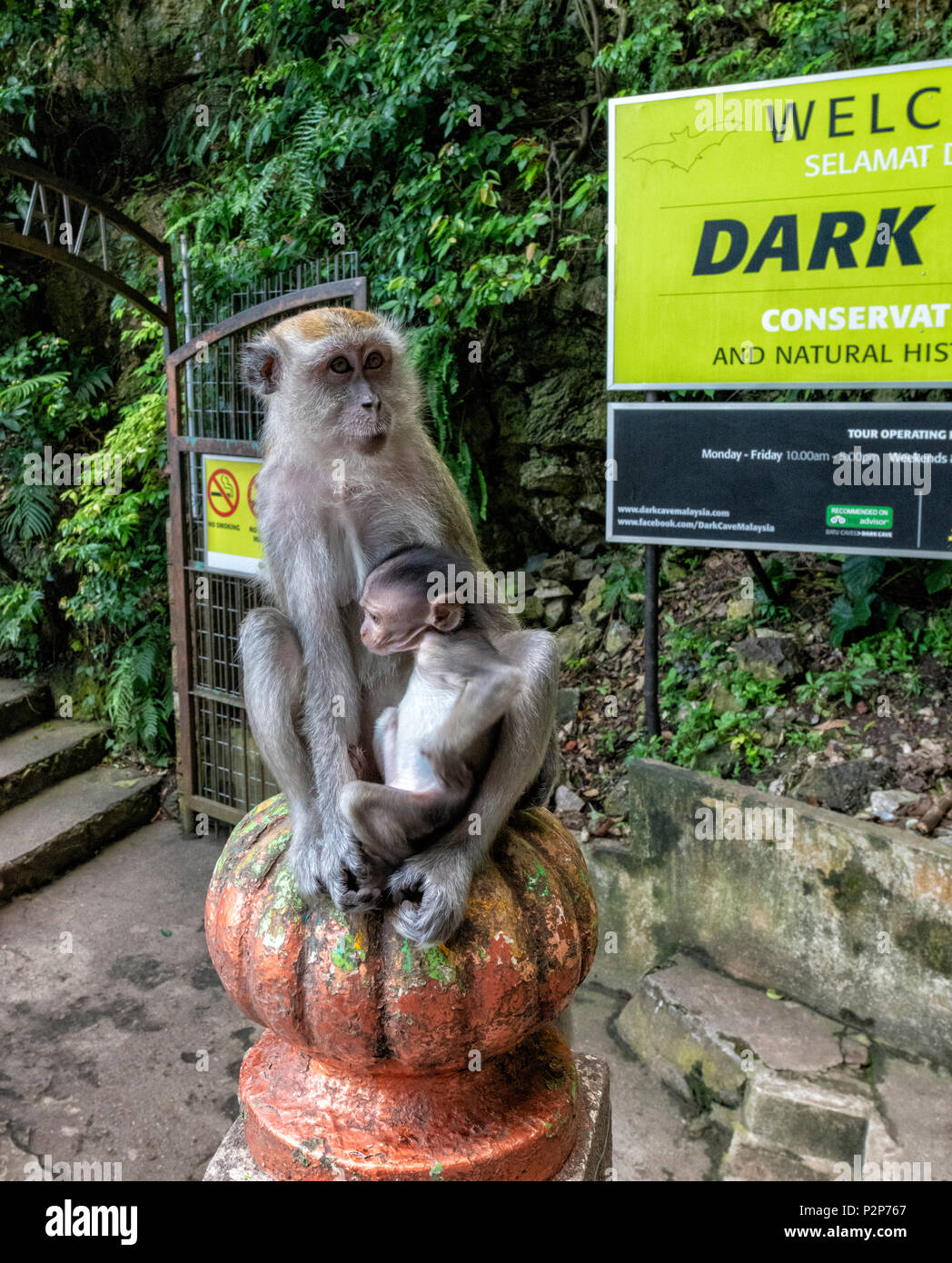 Long Tailed Macaque and her baby sitting on a stone pillar at the Batu Caves, Selangor, Malaysia Stock Photo