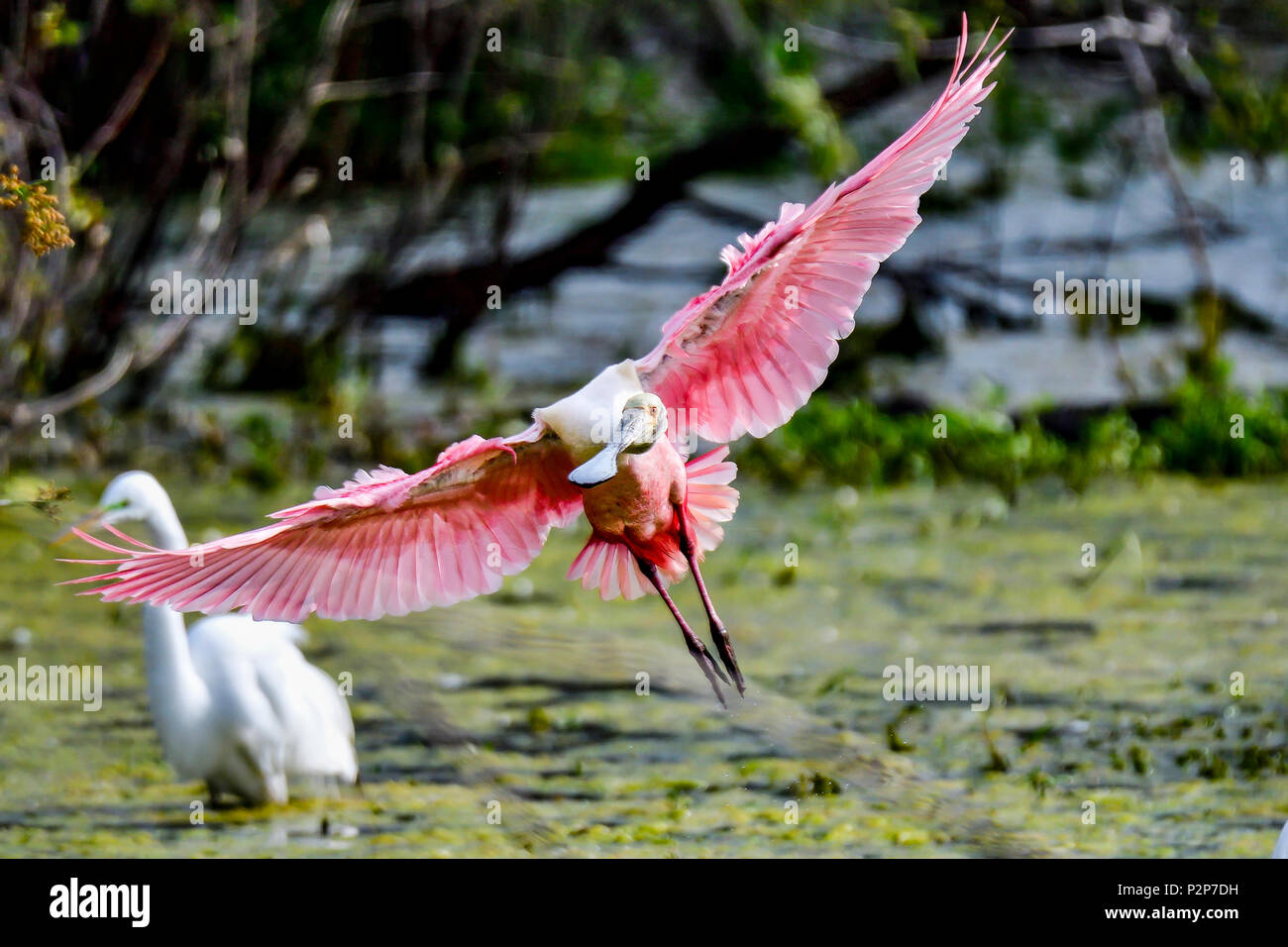 Roseate spoonbill foraging in the morning. Stock Photo