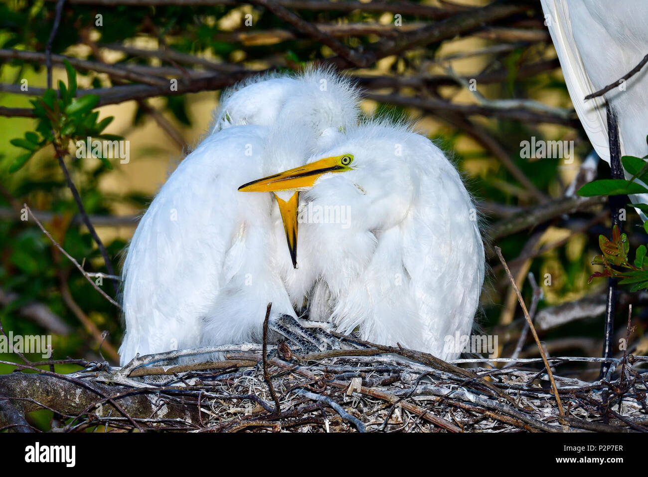 Great egret chicks are warming up each other on the chilly morning. Stock Photo