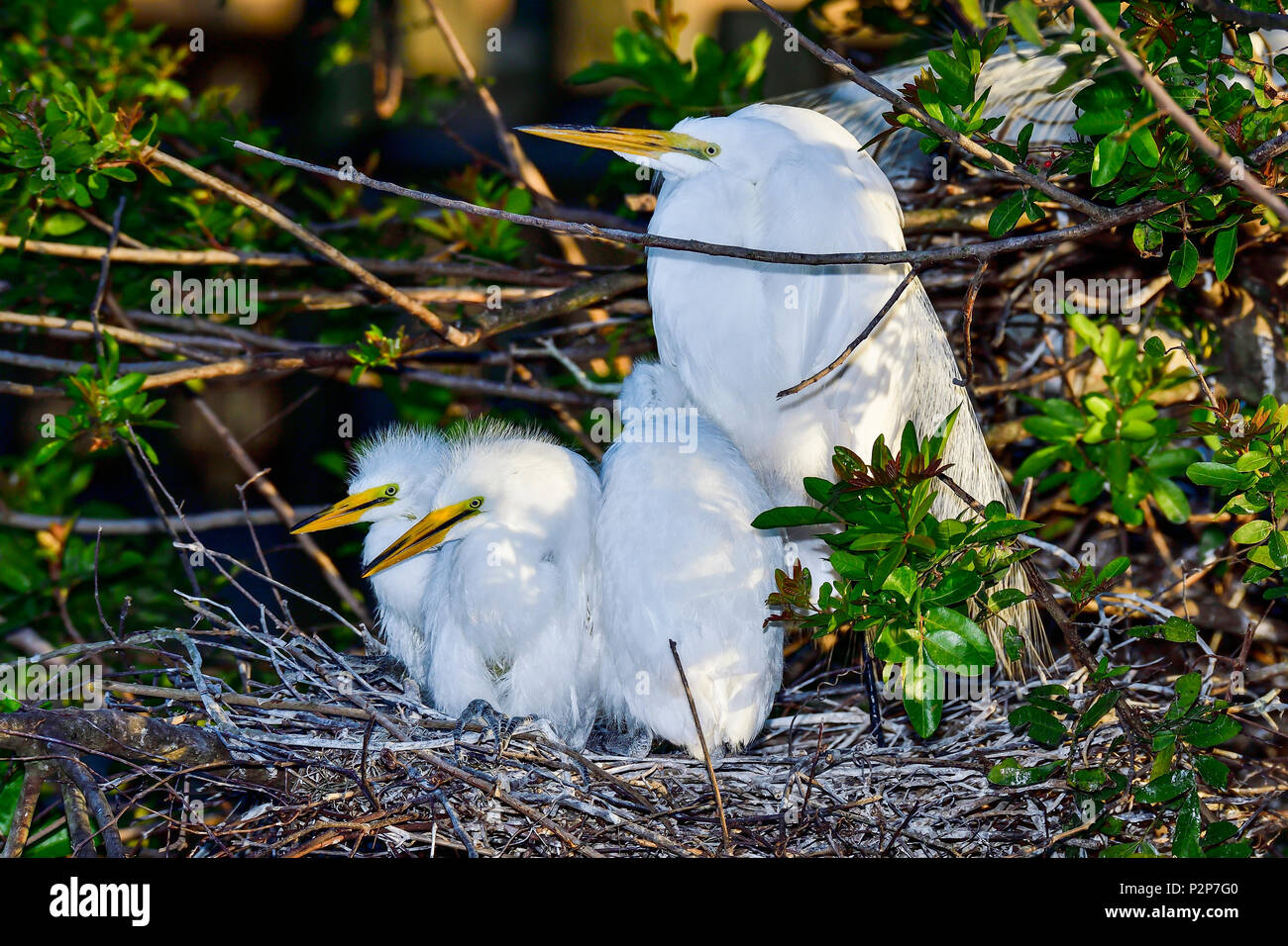 Great egret family is waiking up on the chilly morning. Stock Photo