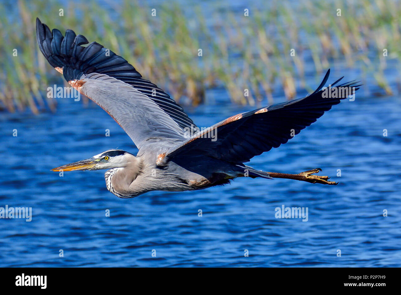 Great Blue Heron Gliding Over Water Stock Photo Alamy Great Blue Heron Gliding Over Water Stock Photo Alamy