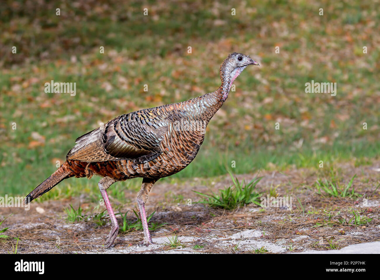 Florida wild turkey Stock Photo