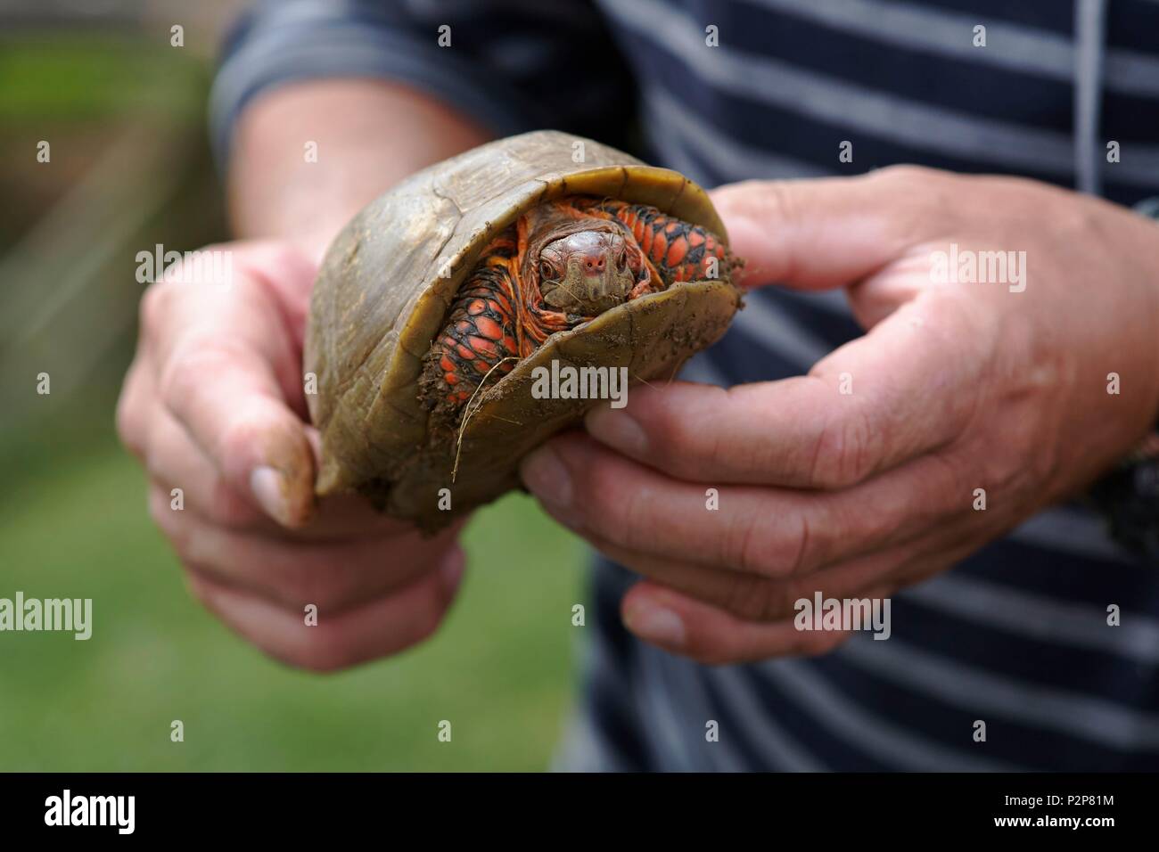 France, Ariege, La Bastide de Serou, La ferme des Reptiles, Presentation d'une Tortue boîte, Bastide de Serou, Reptiles farm, Box turtle (Cuora sp) Stock Photo