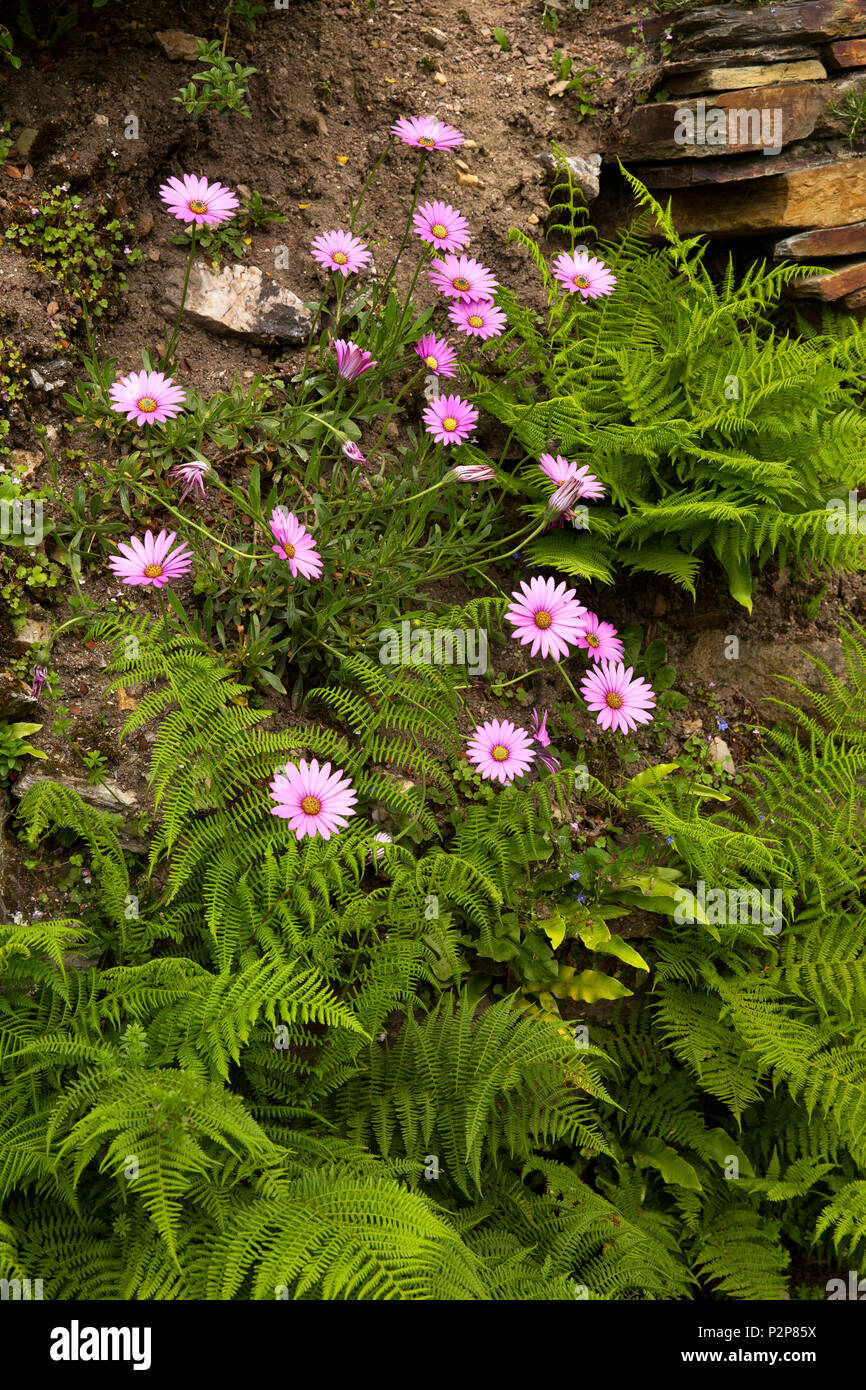 UK, Cornwall, Bodmin Moor, Mount village, large pink daisies and ferns in roadside verge Stock Photo