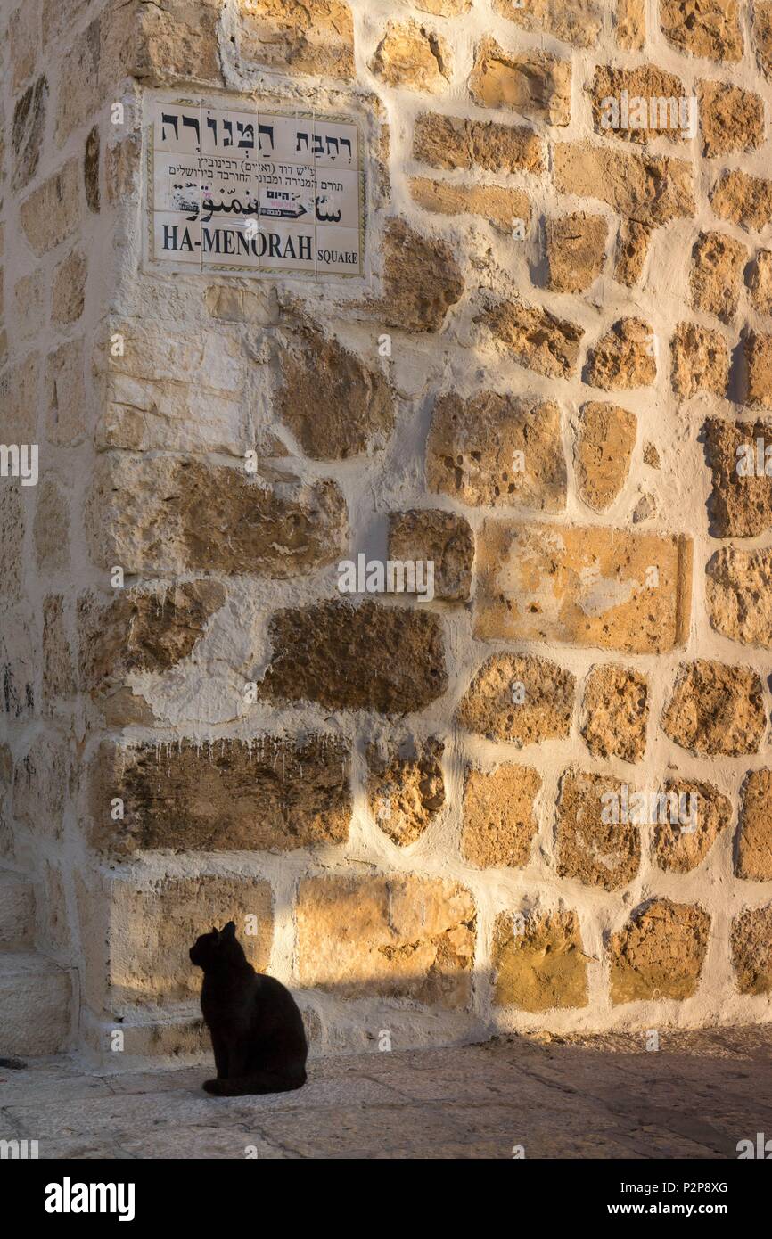 Israel, Jerusalem, the old UNESCO World Heritage Site, black cat (cattus) at the crossroads of a street Stock Photo