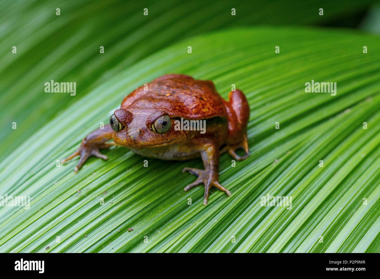 Madagascar, East, tomato frog (Dyscophus antongilii Stock Photo - Alamy