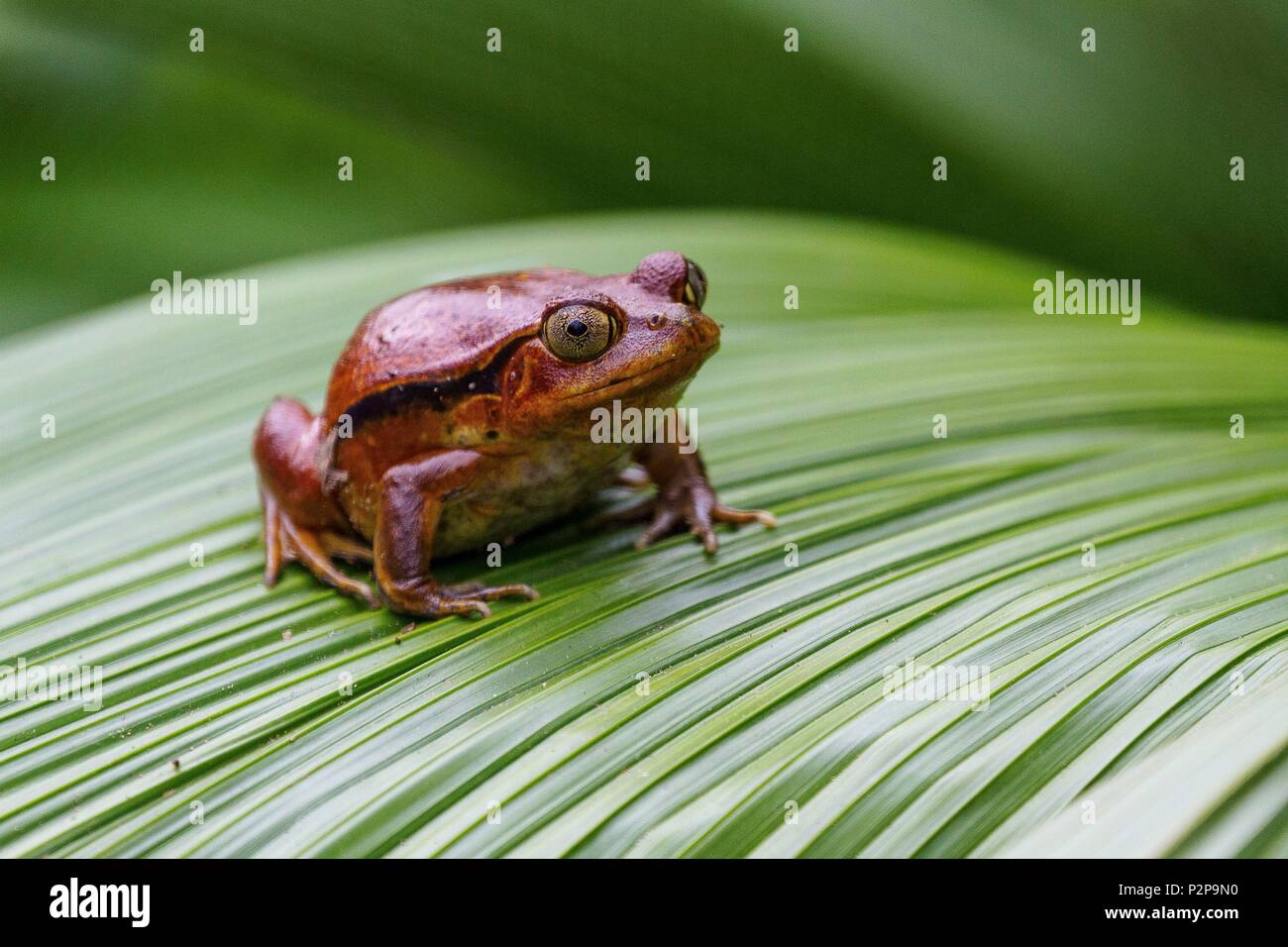 Madagascar, East, tomato frog (Dyscophus antongilii Stock Photo - Alamy