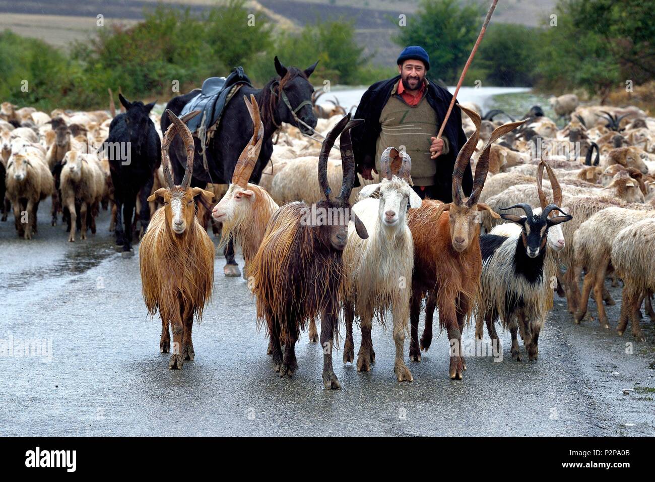Azerbaijan, Ismailli region, Shepherd and his flock of sheep in transhumance on the road down Lahij (Lahic) Stock Photo