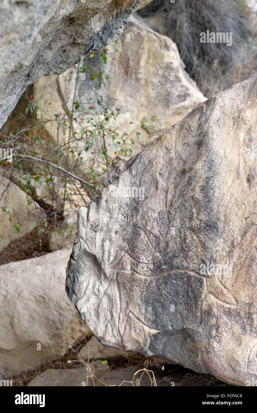 Azerbaijan, Gobustan, Gobustan National Park, Gobustan Rock Art Cultural Landscape, engravings of bulls Stock Photo