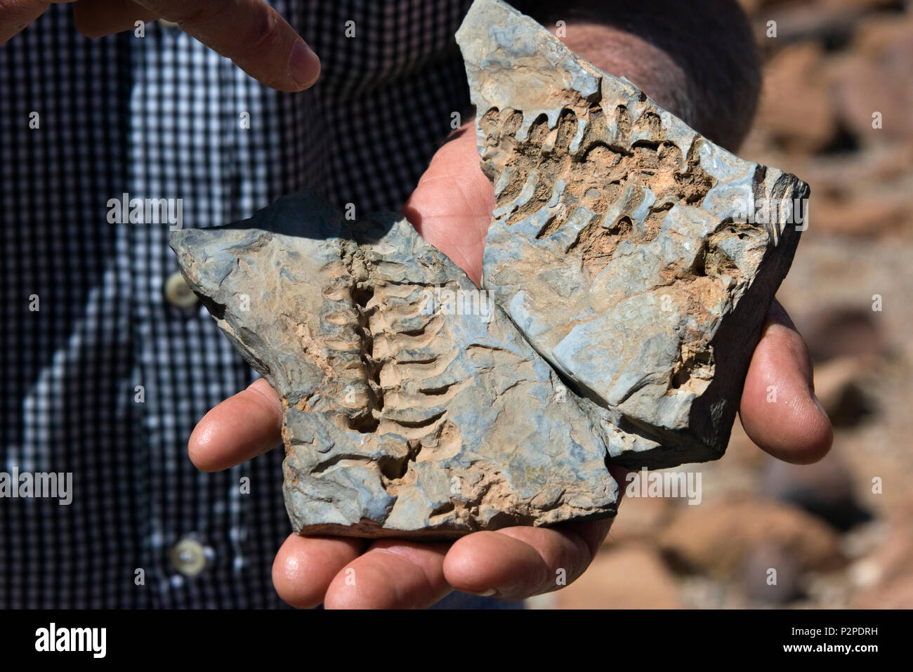 Mesosaurus Fossil, Keetmanshoop, Kalahari Desert, Karas Region, Namibia Stock Photo