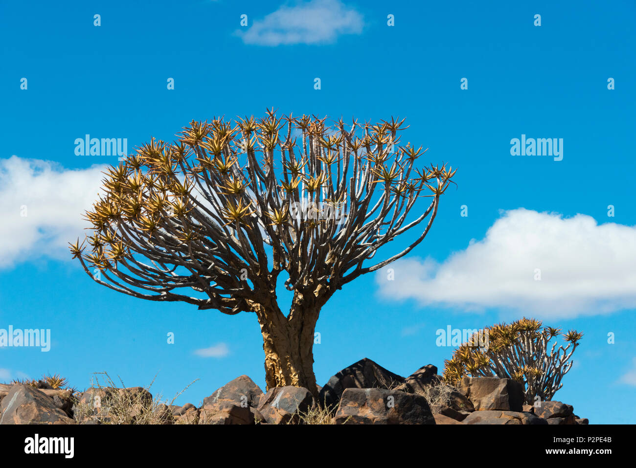 Quiver trees in Kalahari Desert, Karas Region, Namibia Stock Photo Alamy