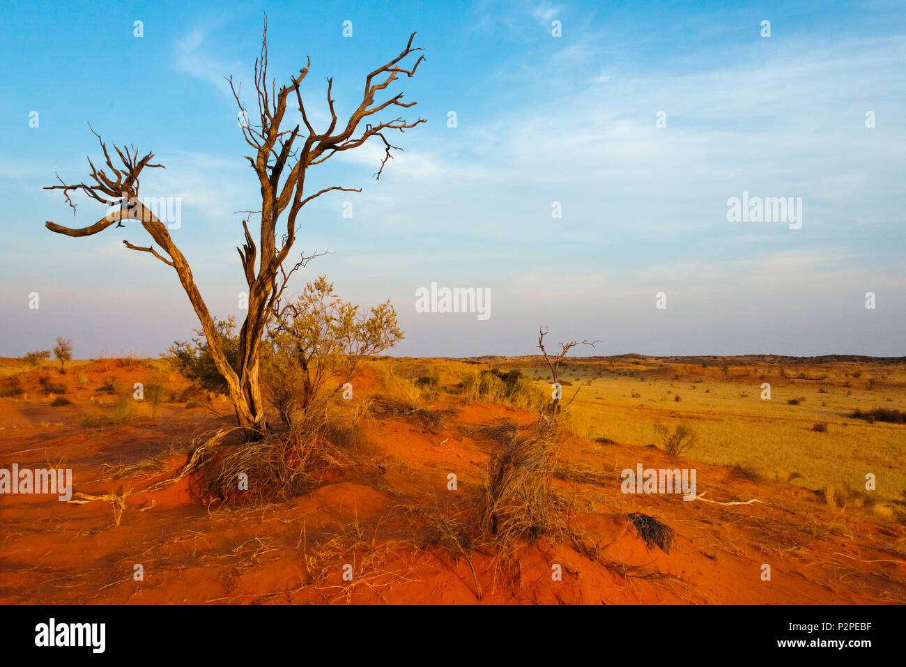 Dead tree on red sand desert, Kgalagadi Transfrontier Park, South Africa Stock Photo