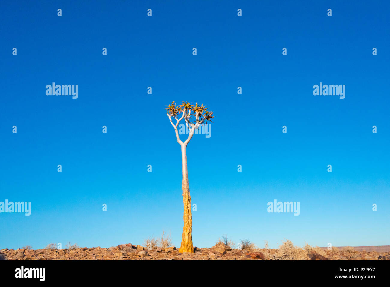 Quiver tree, Fish Canyon in Kalahari Desert, Karas Region, Namibia