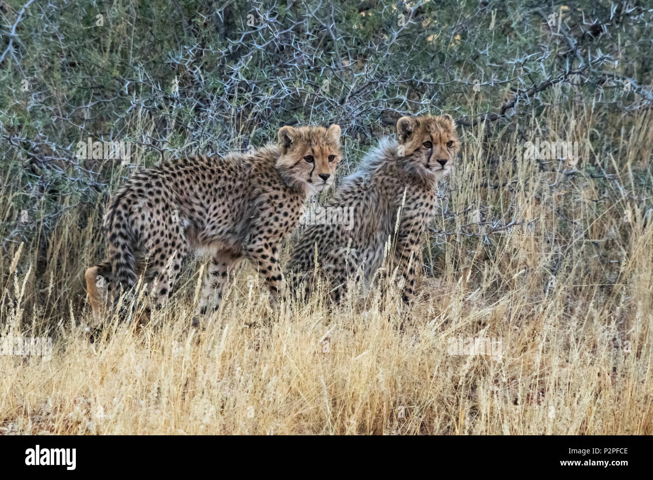 Cheetah cubs, Kgalagadi Transfrontier Park, South Africa Stock Photo