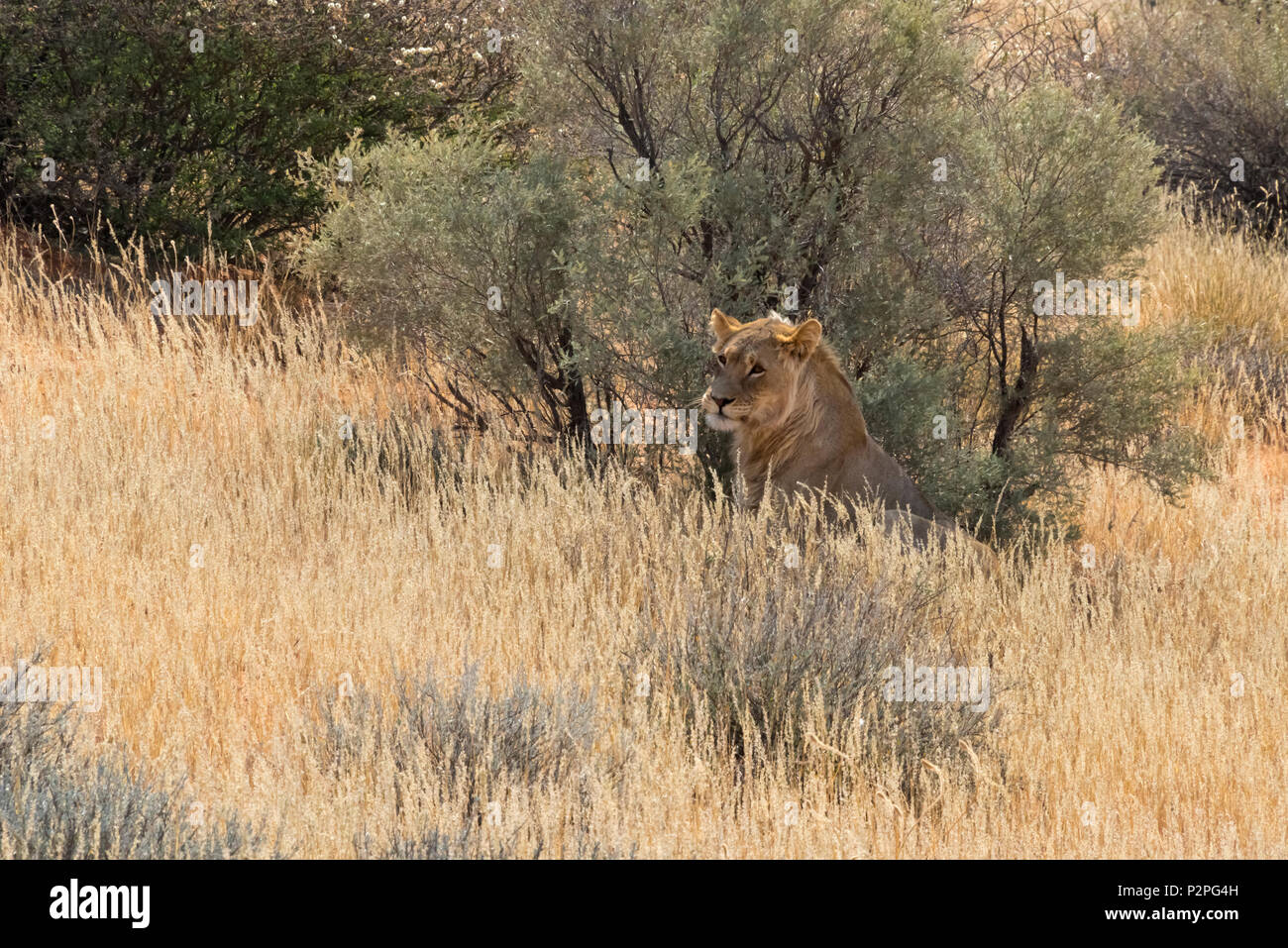 Juvenile lion, Kgalagadi Transfrontier Park, South Africa Stock Photo