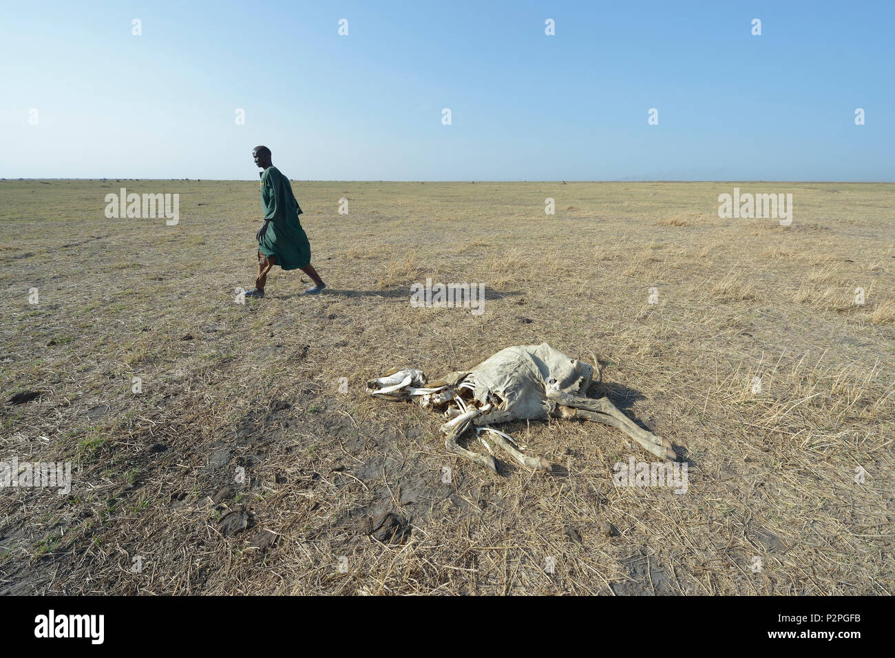 A man walks by a dead cow in Dong Boma, a Dinka village in South Sudan's Jonglei State, on April 12, 2017. Stock Photo