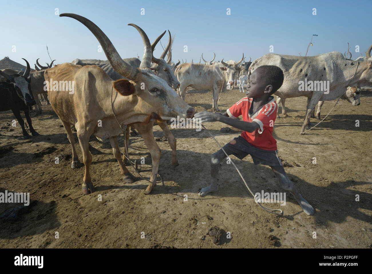 Eight-year old Garang Duot wrestles to control an animal on April 12, 2017, in a cattle camp in Dong Boma, a Dinka village in South Sudan. Stock Photo