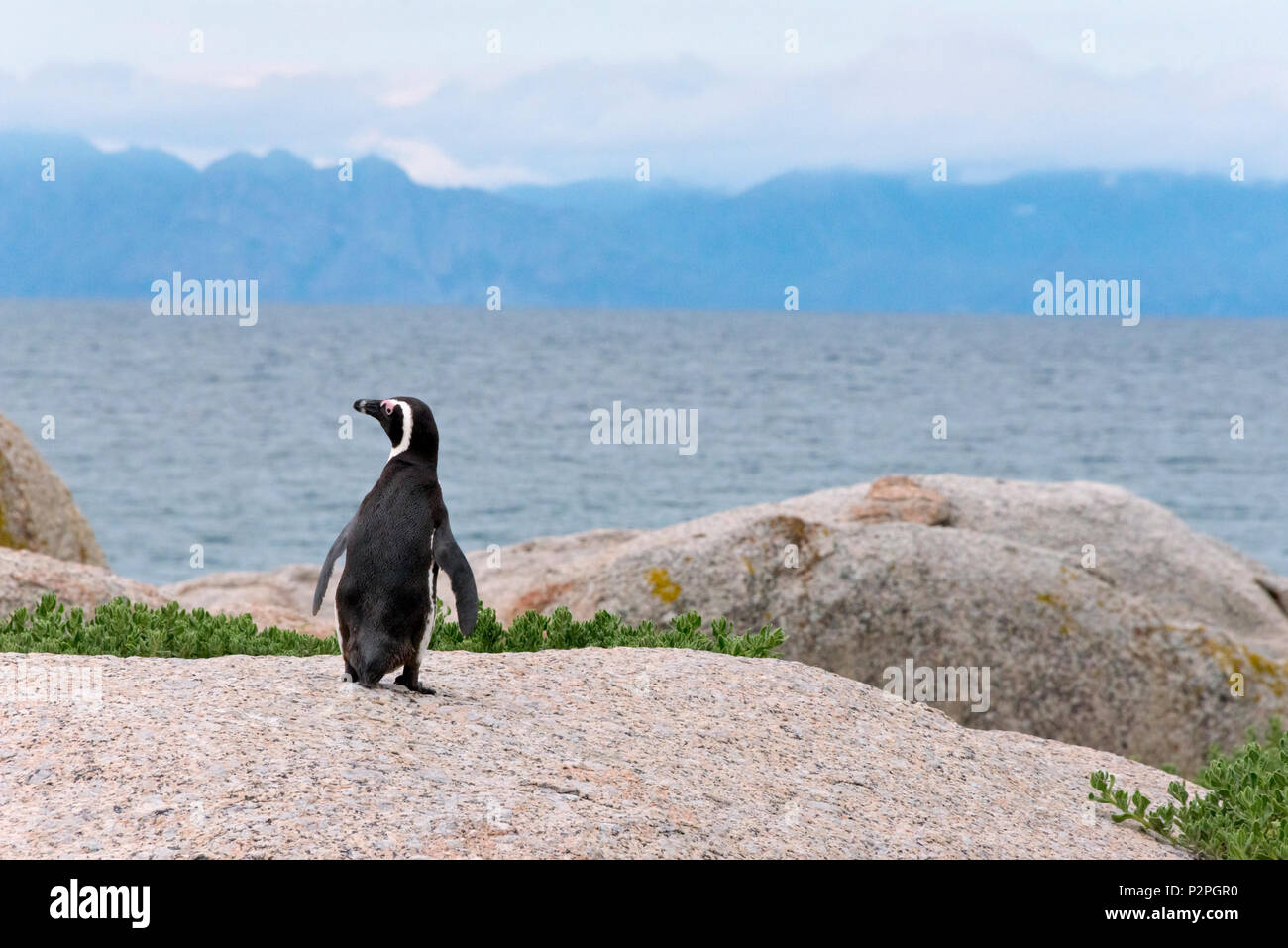African penguin, Simon's Town, South Africa Stock Photo