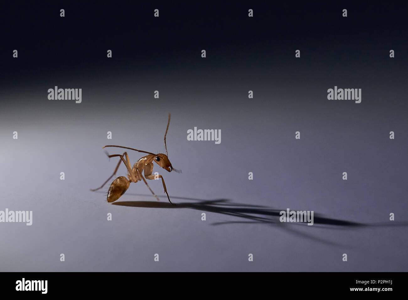Macro of brown ant sitting on gray background with long shadow Stock Photo