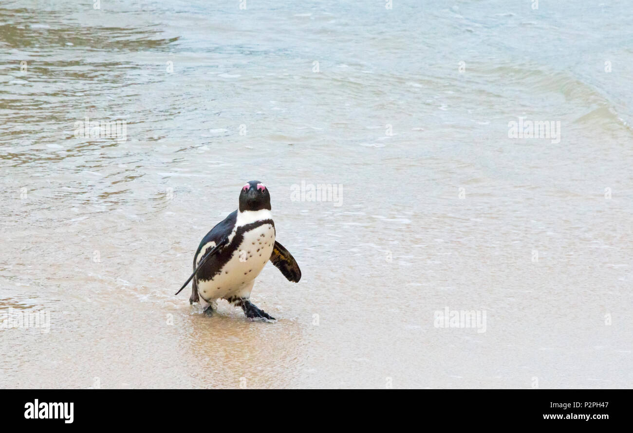 African penguin, Simon's Town, South Africa Stock Photo