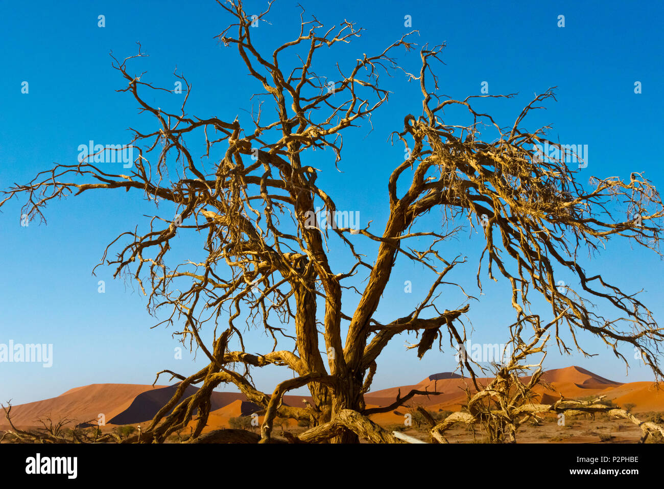 Dead tree in southern Namib Desert, Sossusvlei, Namib-Naukluft National Park, Hardap Region, Namibia Stock Photo