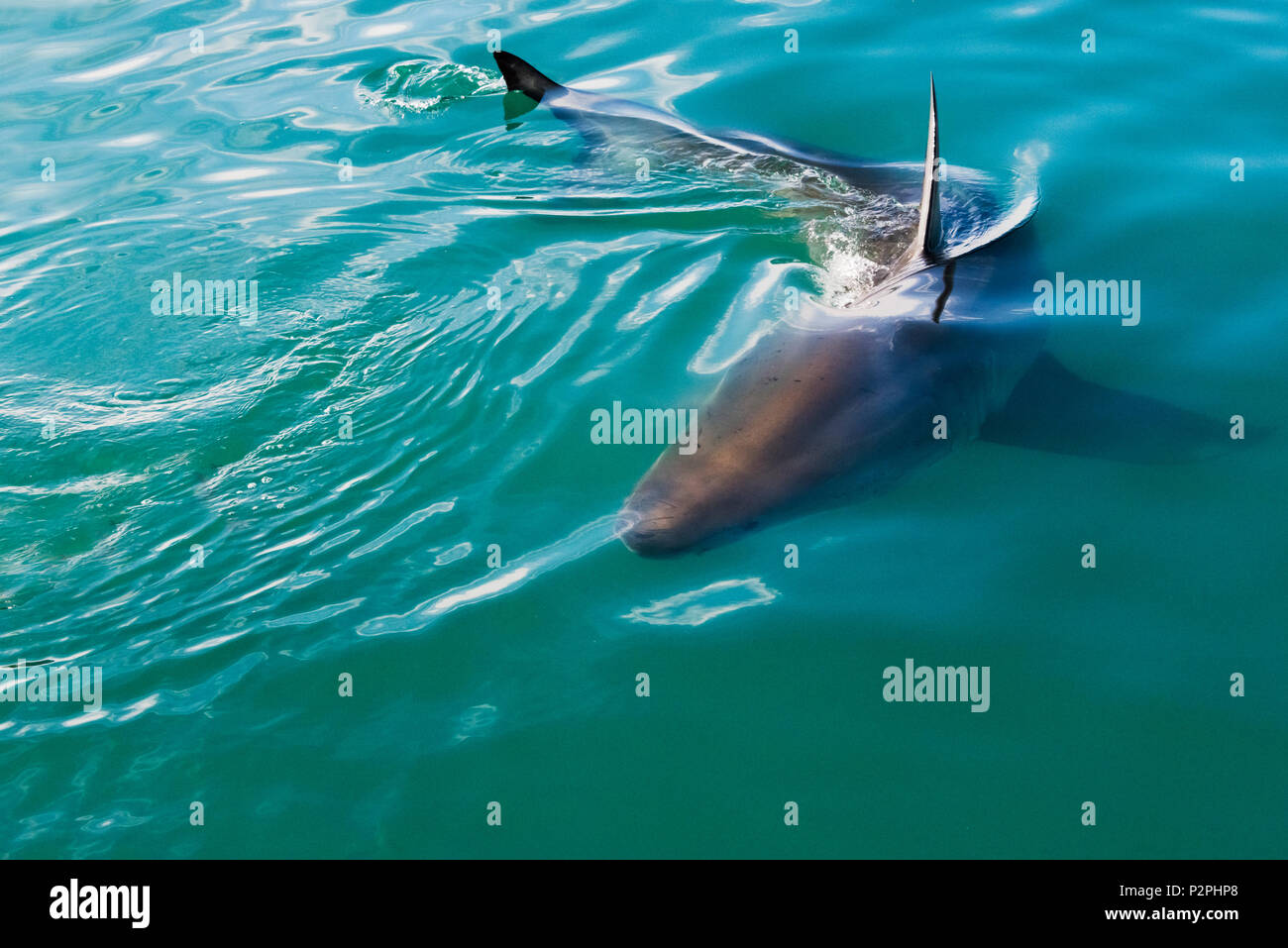 Great White Shark in the water, Van Dyks Bay, Western Cape Province