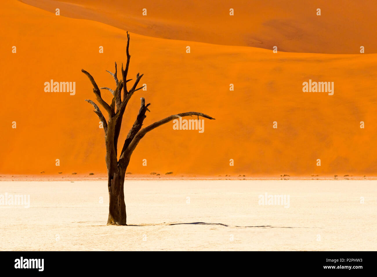 Dead Acacia trees in Deadvlei, Sossusvlei, Namib-Naukluft National Park, southern Narim Desert, Hardap Region, Namibia Stock Photo