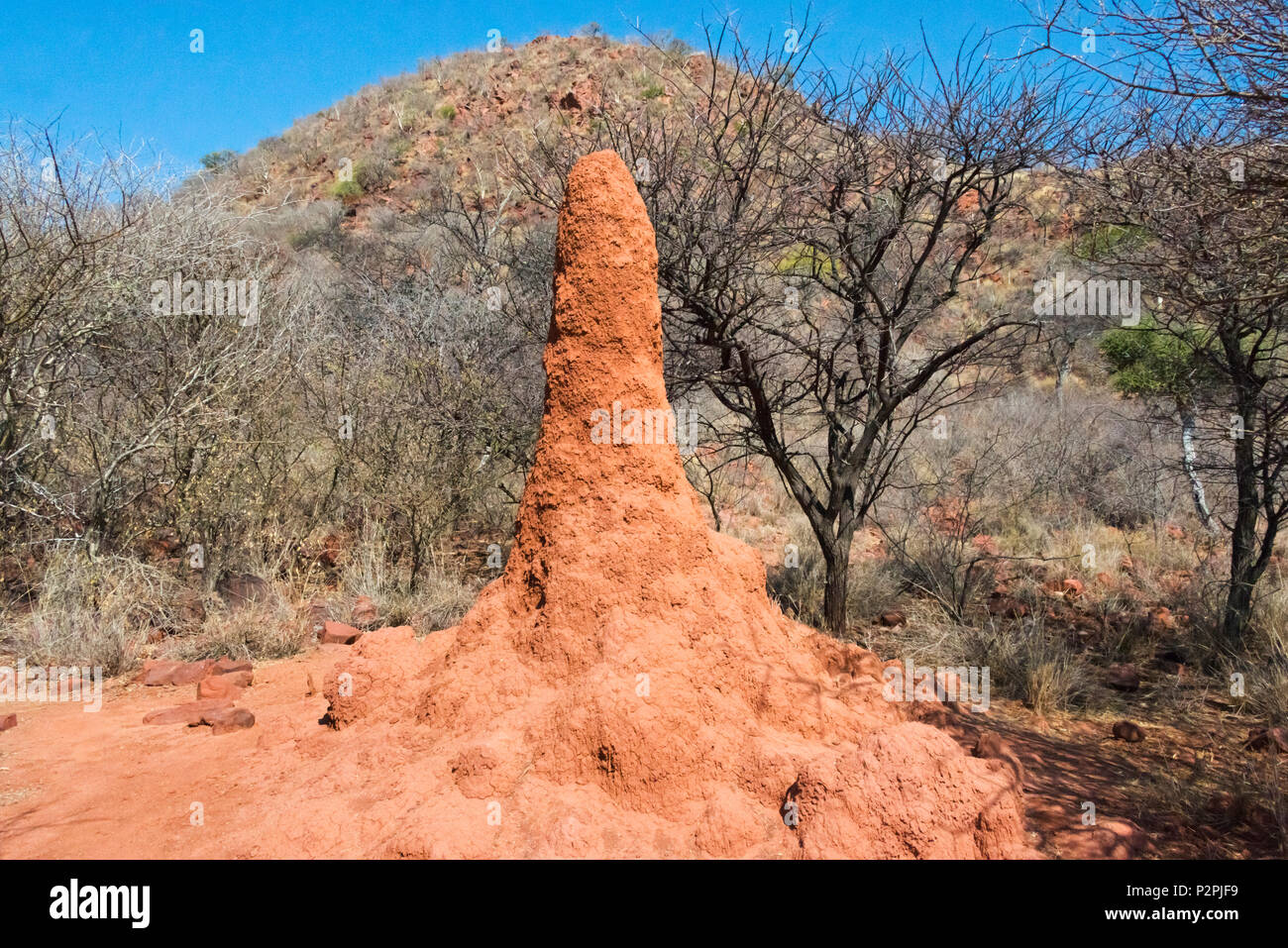 Ant mound hires stock photography and images Alamy
