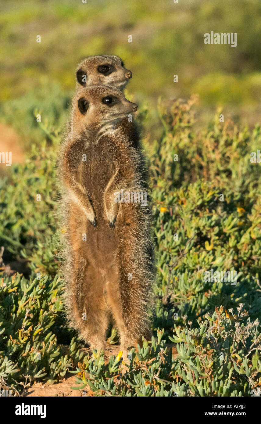 Meerkat family, Western Cape Province, South Africa Stock Photo